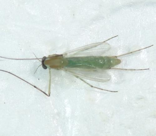 Réf. 343 073 : Chironominae inconnu